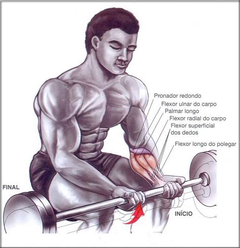 Muscula O A Arte De Puxar Ferro Exerc Cios Para Antebra Os