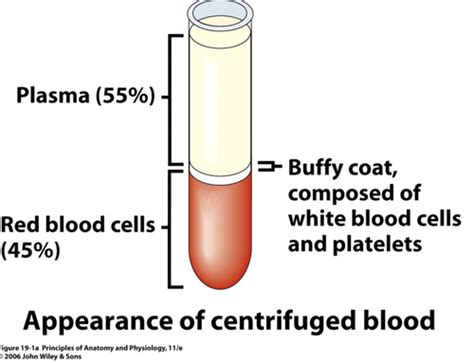 Anatomy Lab 4 Blood Flashcards Quizlet