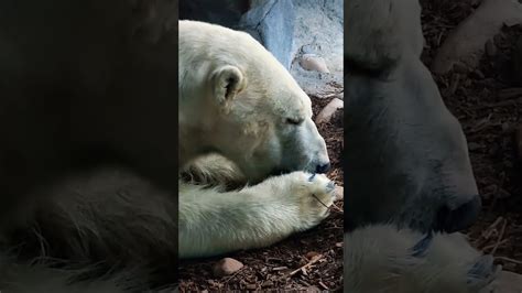 Polar Bear Youtube