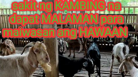 Goat Farming Sakit Ng Kambing Dapat Mo Itong Malaman Backyardfarming