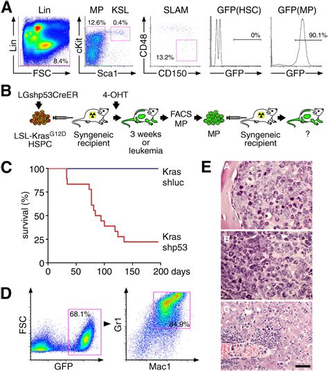 P Loss Promotes Acute Myeloid Leukemia By Enabling Aberrant Self Renewal