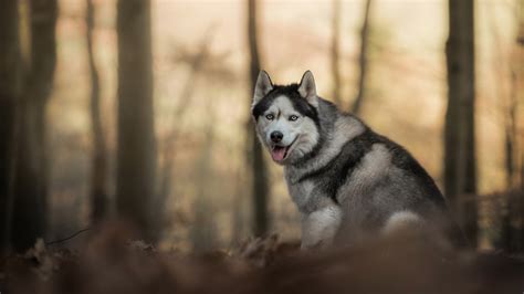 Husky Dog In Blur Forest Background 4k Hd Dog Wallpapers Hd