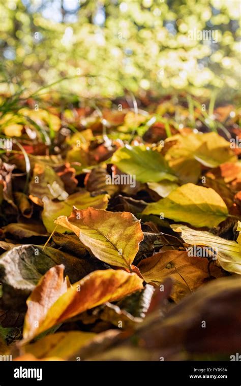 Autumn leaves on the forest floor Stock Photo - Alamy