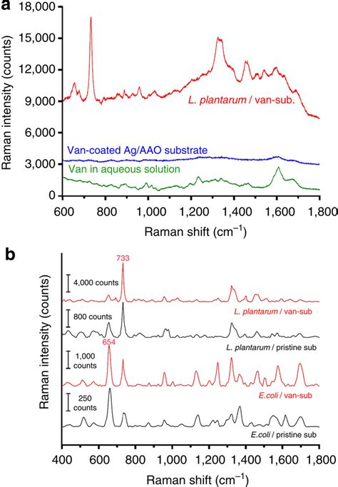 SERS Spectra Of L Plantarum And E Coli On Pristine And Van Coated