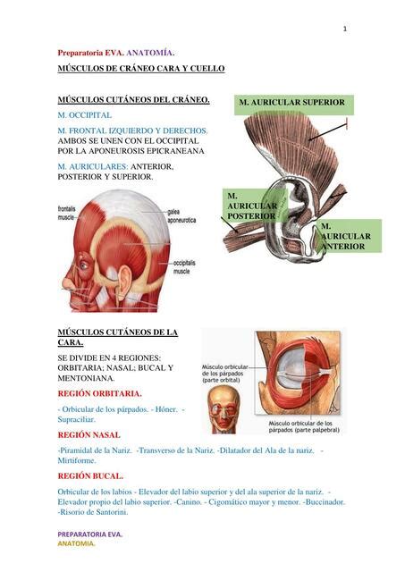 Músculos de la cara Busca y descarga apuntes gratis uDocz