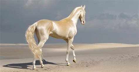 Cremello Akhal Teke Horse