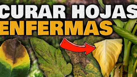 Consejos Para Revivir Tus Plantas De Interior Con Hojas Amarillentas