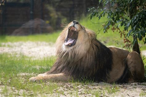 Lion Roaring Photos, Download The BEST Free Lion Roaring Stock Photos ...