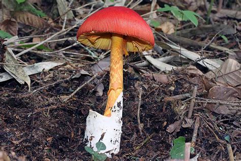 Caesars Mushroomsgallery Of Japanese Edible Mycorrhizal Mushrooms And