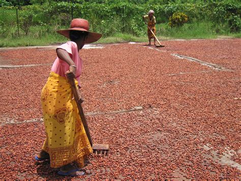 Raking Cocoa Beans Drying On The Cement Patio Chocolate Photos Cacao