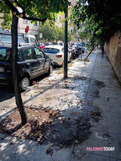 Rimossi I Cumuli Di Immondizia In Via Di Marco Segnalazione A Palermo