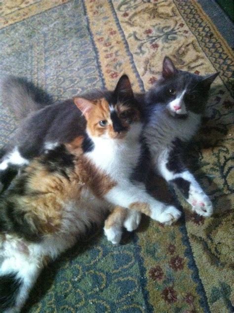 Mother And Son Imgur Calico Cats Mew Imgur Feline Masterpiece