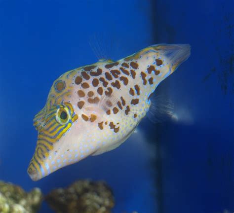 Leopard Puffer