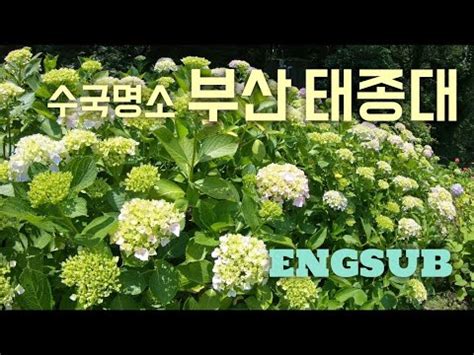 수국명소 부산 태종대 태종사 부산의맛 밀면 Hydrangea of Taejongsa Temple Busan Korea