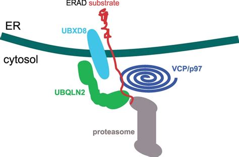 Pathogenic Mutation Of UBQLN2 Impairs Its Interaction With UBXD8 And