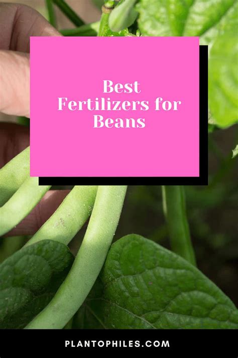 Best Fertilizers For Beans A Buyers Guide 2022