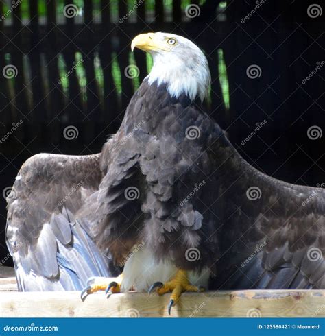 The Bald Eagle is a Bird of Prey Stock Image - Image of detail, america ...