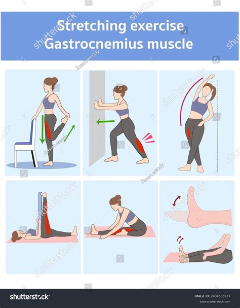 Stretching Exercise Gastrocnemius Muscle Calf Stretch Stock Vector