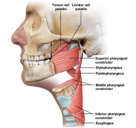 Constrictor muscles - laderabc