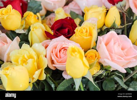 red and yellow roses Stock Photo - Alamy