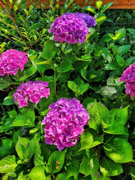 Ultimate Guide To Grow And Care For Hydrangeas For Beginners Shiplap