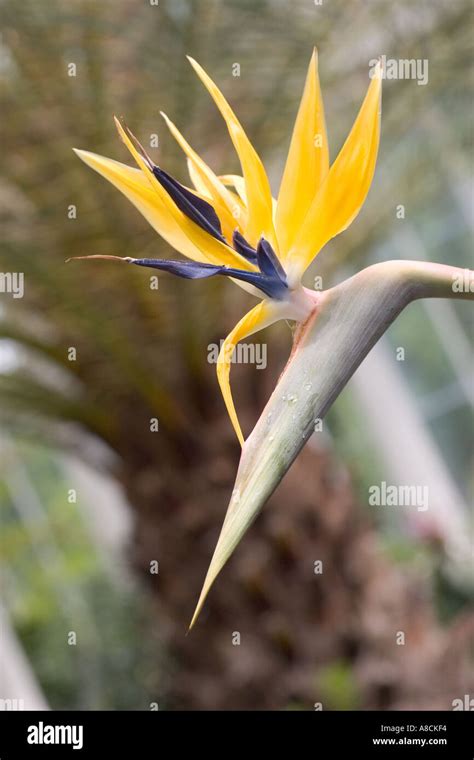 Bird Of Paradise Crane Flower Strelitzia Reginae Flower Stock Photo Alamy