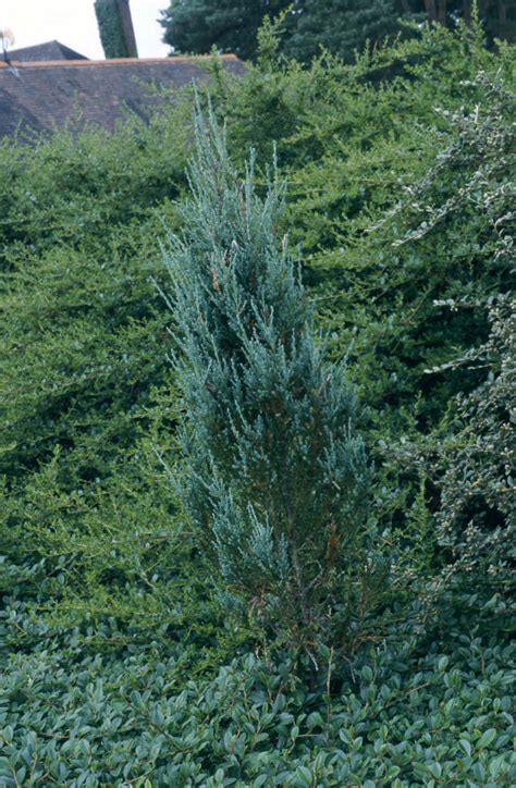 Juniperus Scopulorum Andblue Arrowand Rocky Mountain Juniper Andblue Arrow