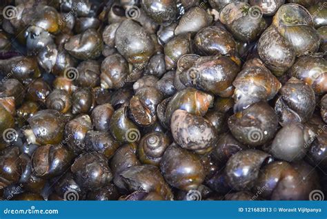 Golden apple snail stock image. Image of nature, animal - 121683813