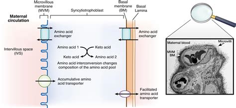 Placental Transfer And Fetal Requirements Of Amino Acids Clinical Tree