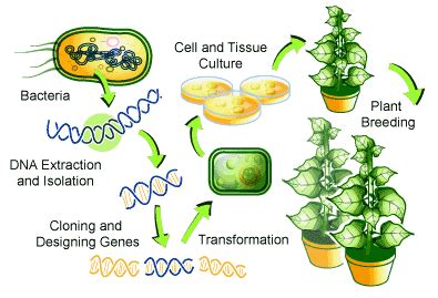 Genetic Engineering Simple Diagram Genetic Engineering Diagr