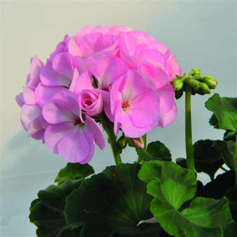 Pelargonium Zonale Green Idols Apple Blossom Gardenhouse Sk