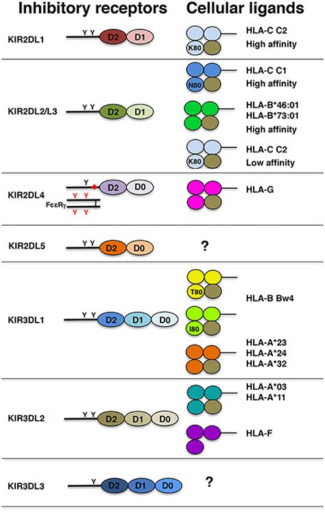 Frontiers Killer Ig Like Receptors KIRs Their Role In NK Cell