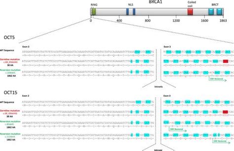 Diverse Brca1 And Brca2 Reversion Mutations In Circulating Cell Free