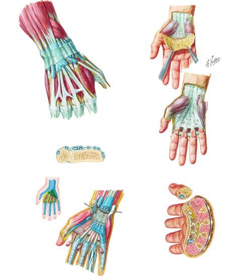 Extensor Indicis Proprius Extensor Tendons At The Wrist