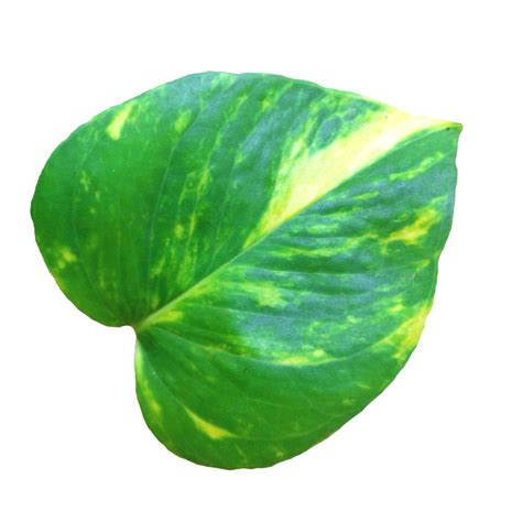 Araceae Leaf Isolated Texture 14320917 Png