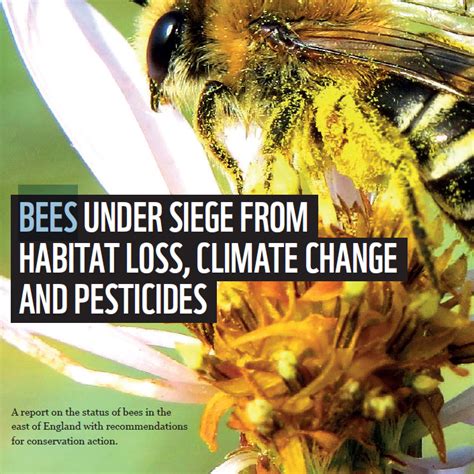 Bees Under Siege From Habitat Loss Climate Change And Pesticides Apga