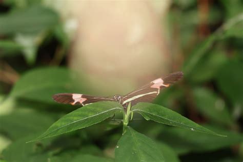 Heliconius Erato Phyllis From Paul Nia Jo O Aranha Paul Nia Sp