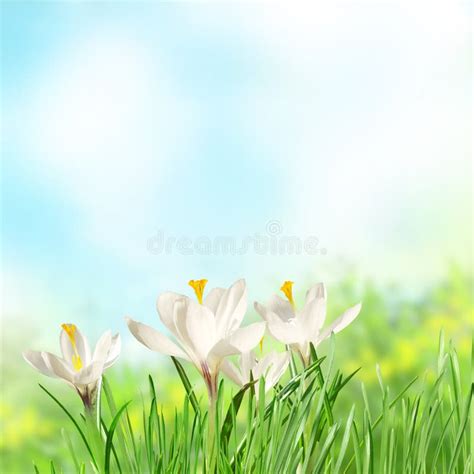 Spring White Flowers Stock Image Image Of Bright Environmental 18178845