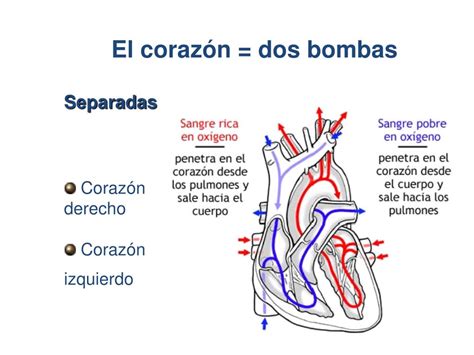 PPT Fisiología cardiaca PowerPoint Presentation free download ID