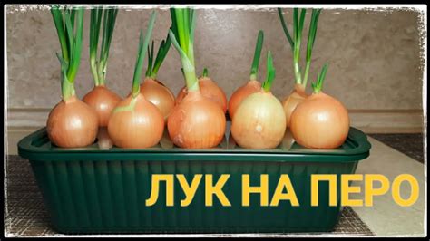 Обзор Контейнера Для Лука. Как Вырастить Зеленый Лук На Подоконнике ...