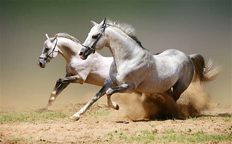 50+ Cool Horse Names List: Unique And Breed Based Just For You - Cute ...