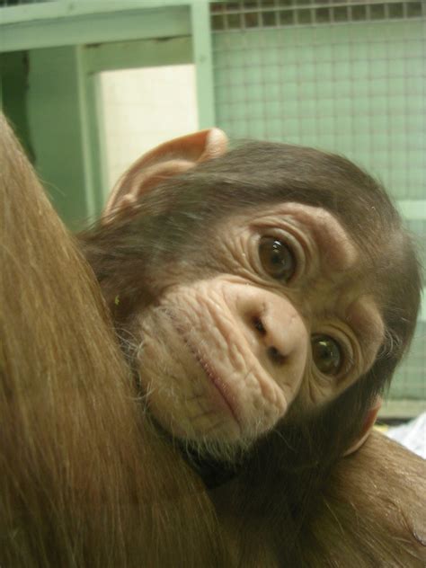 Twycross Zoo Baby Chimpanzee This Is Honey The Baby Chimp Flickr