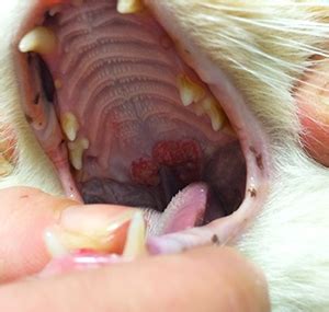 Eosinophilic Granuloma Complex Perth Cat Hospital Perth Cat Vets