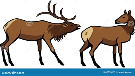 Male And Female Elk Stock Vector Illustration Of Vector 67055183