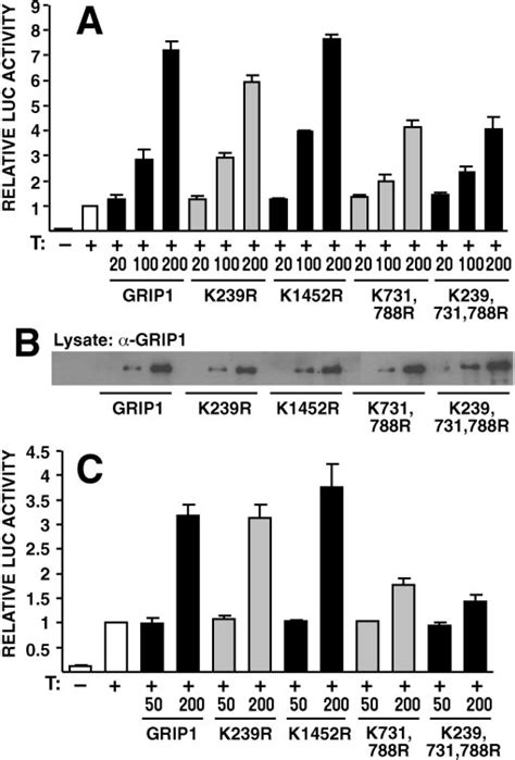 Substitutions Of Sumoylation Sites Attenuate The Activity Of Grip1 On