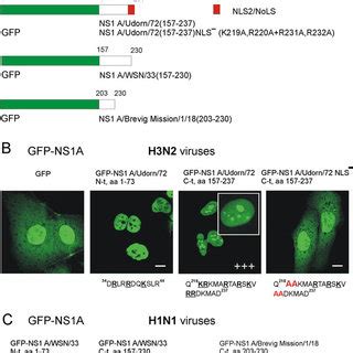 The C Terminal End Of The NS1 Protein In H3N2 Type Influenza A Viruses