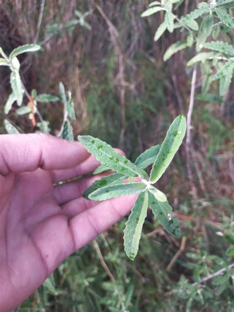 Asthma Bush In July By Kjell Knable Inaturalist