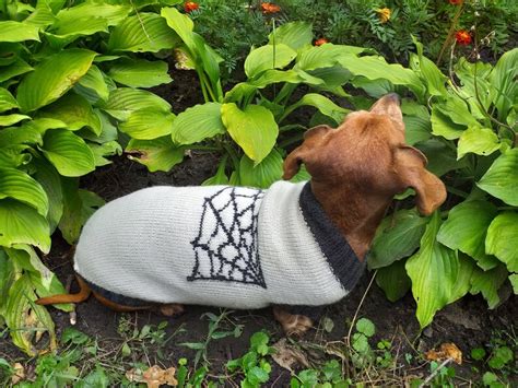 Halloween Costume With Spider For Dachshund Dog Etsy