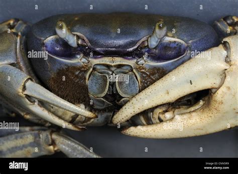 Blue Land Crab Cardisoma Guanhumi Adult Male Close Up Of Face And