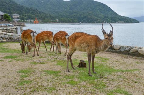 Deer at Miyajima Island Japan Stock Image - Image of mountain ...